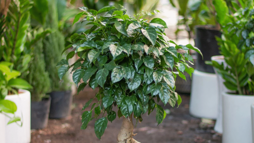 China doll plant yellow leaves