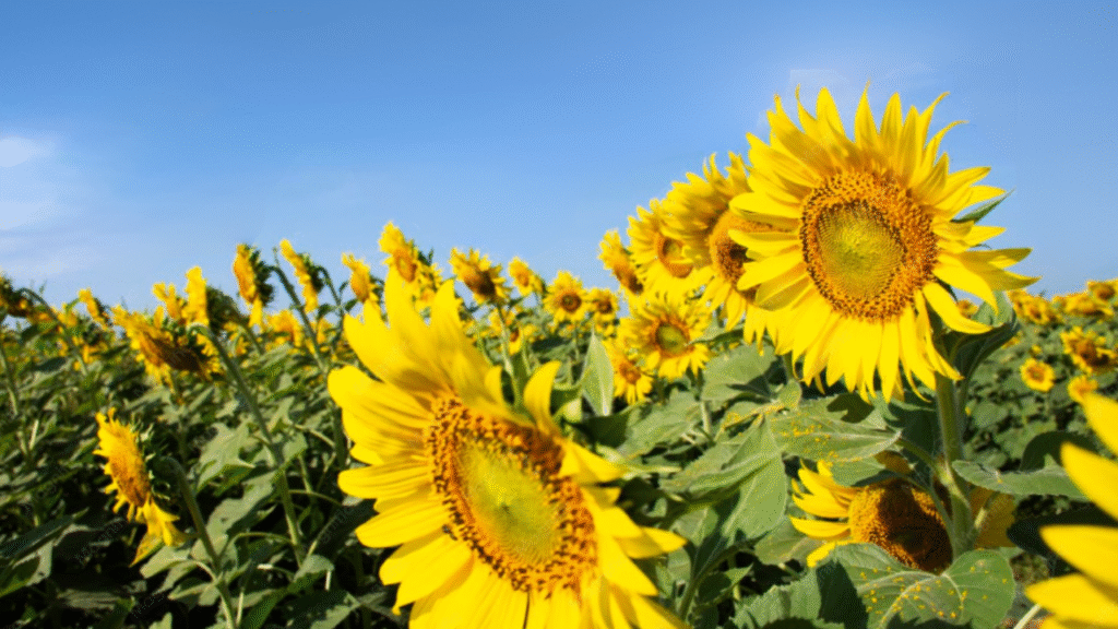 Home garden flowering plants