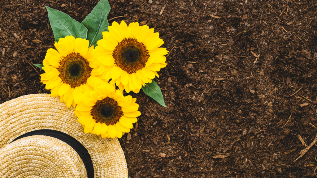Best sunflower varieties in India