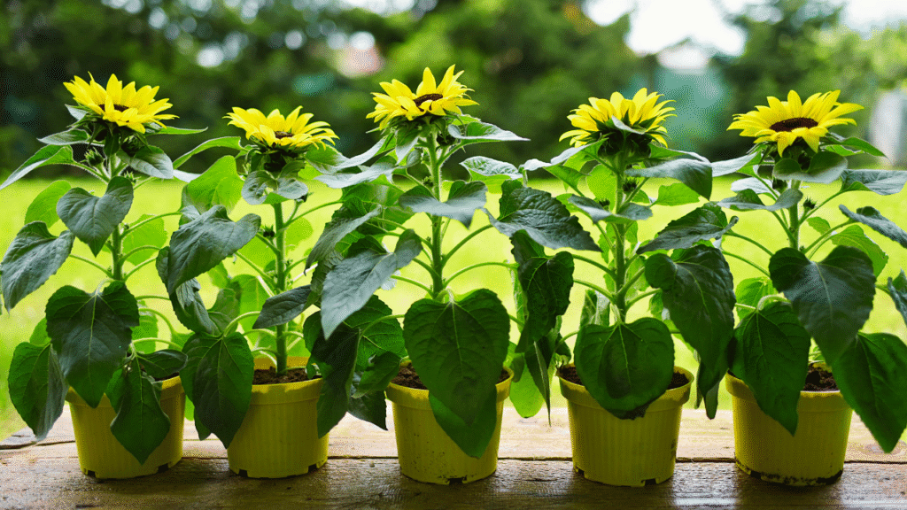 Sunflower Plant in pot