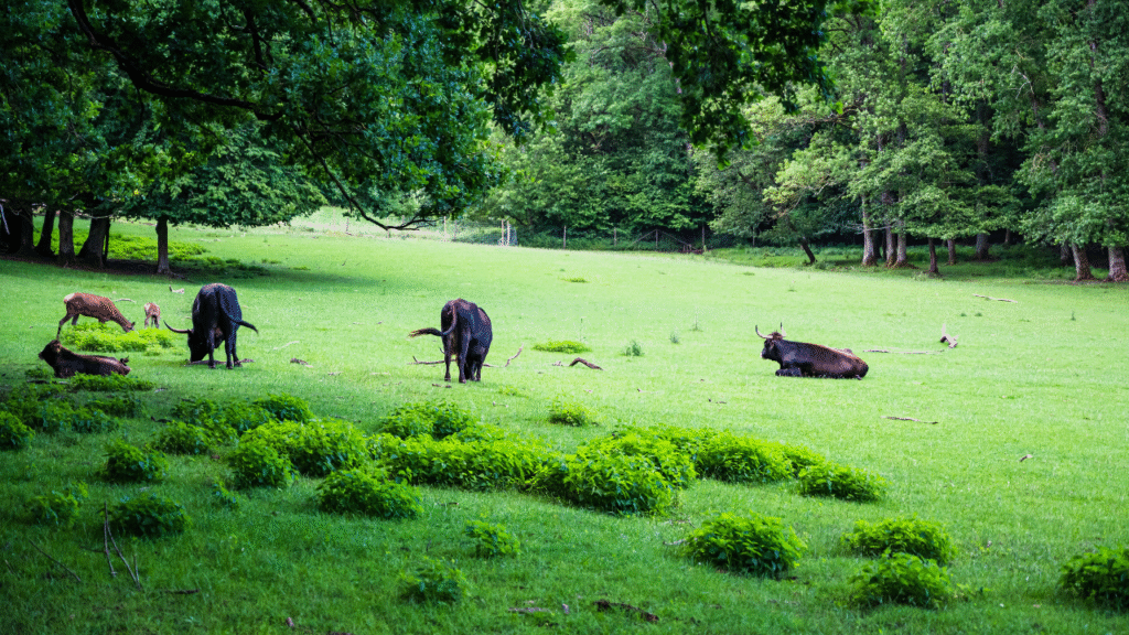 buffalo grass India
