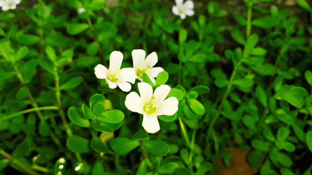 Take Care of Brahmi Plant