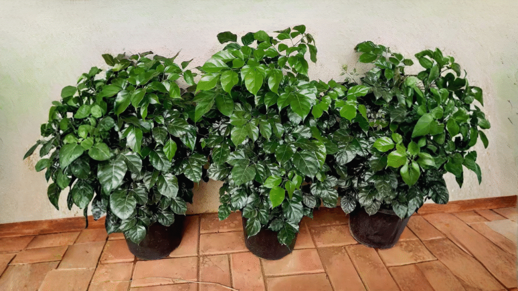 China doll plant light requirements