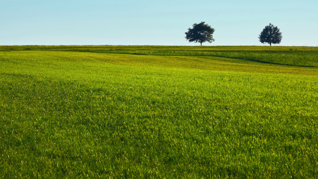 best grass for Indian garden