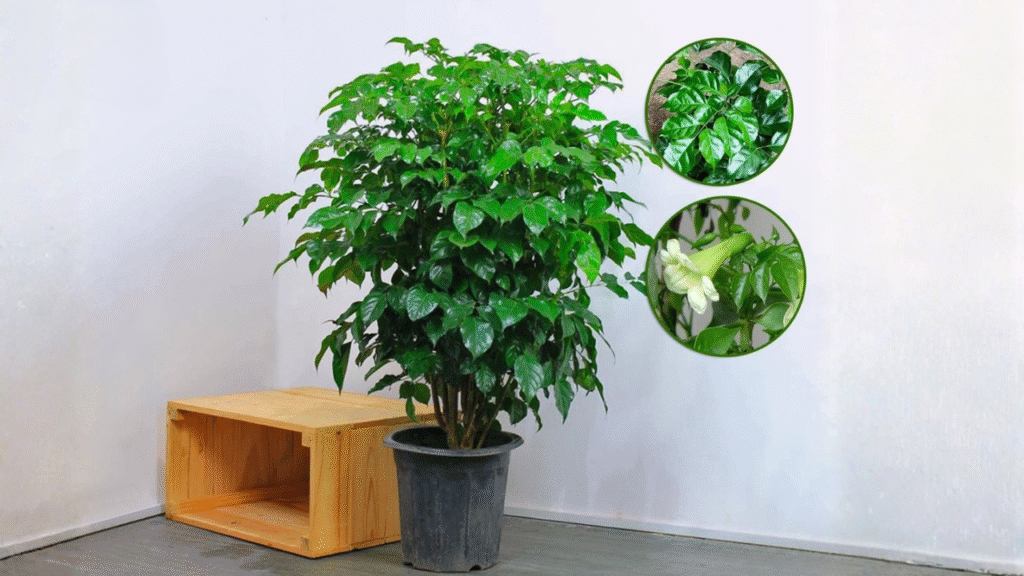 how to grow China doll plant
