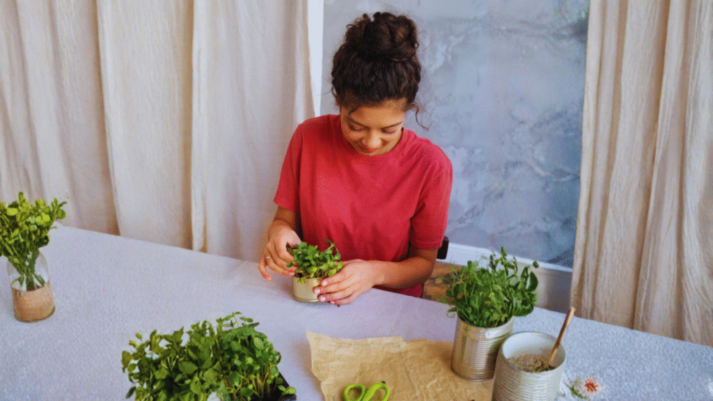 Use Brahmi Plant at Home