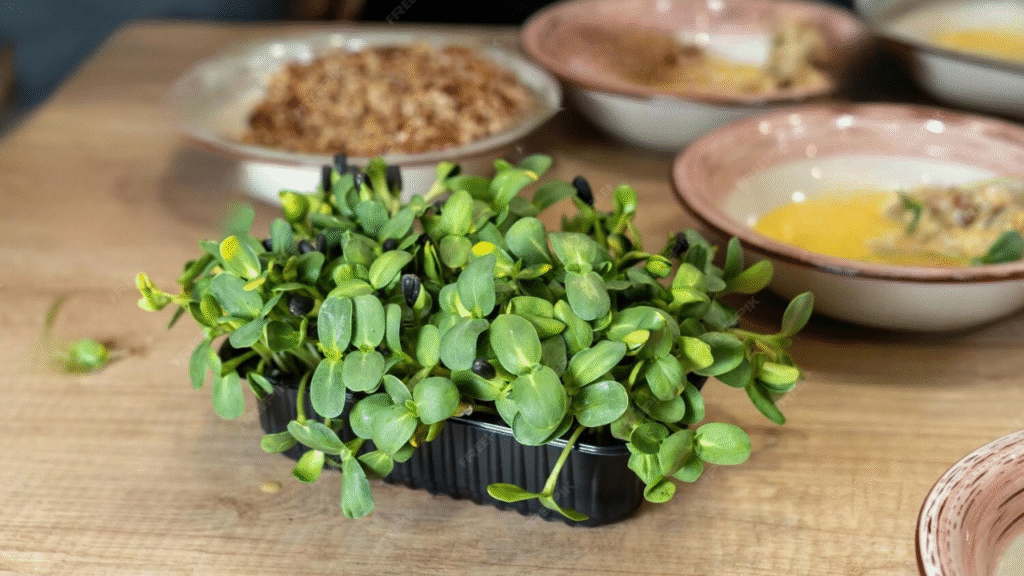 Ayurvedic Brahmi plant