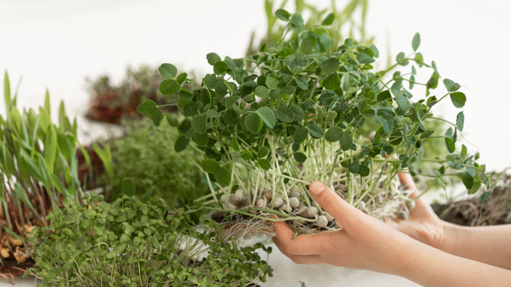 Brahmi plant care tips