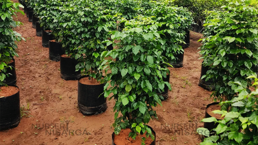 China doll plant leaves dropping