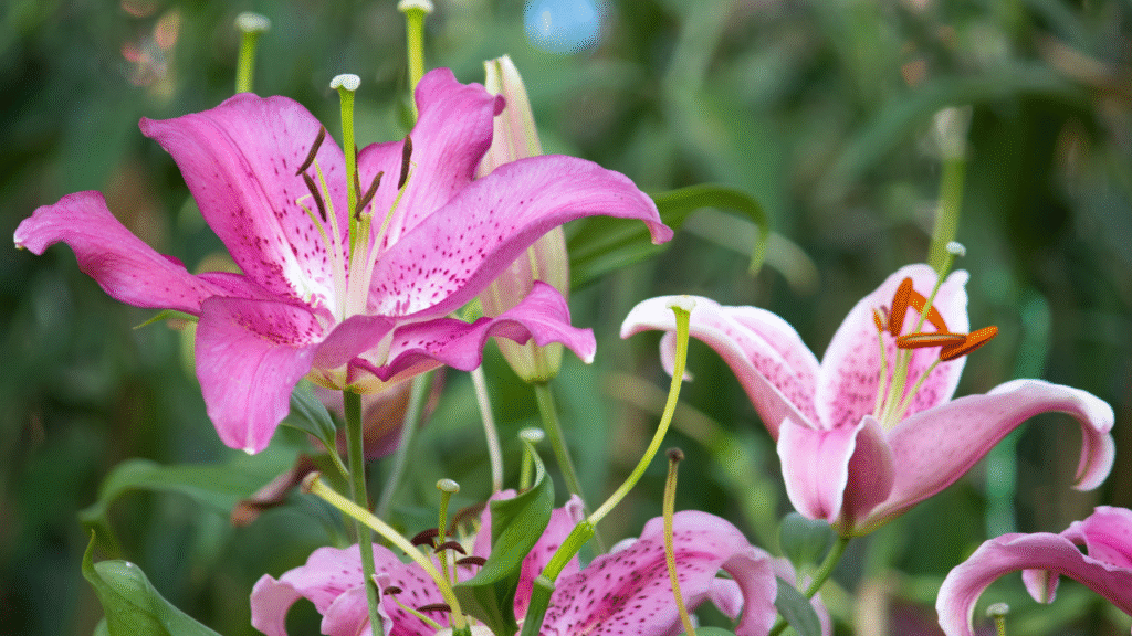 Pink rain lily flowers