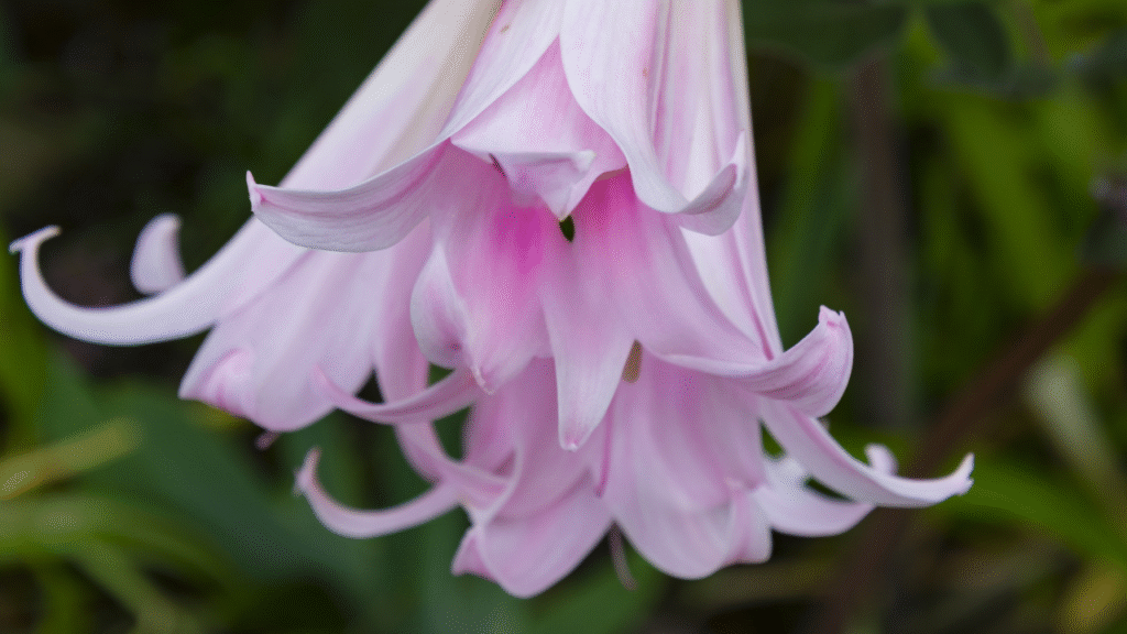 Monsoon flowering plants India