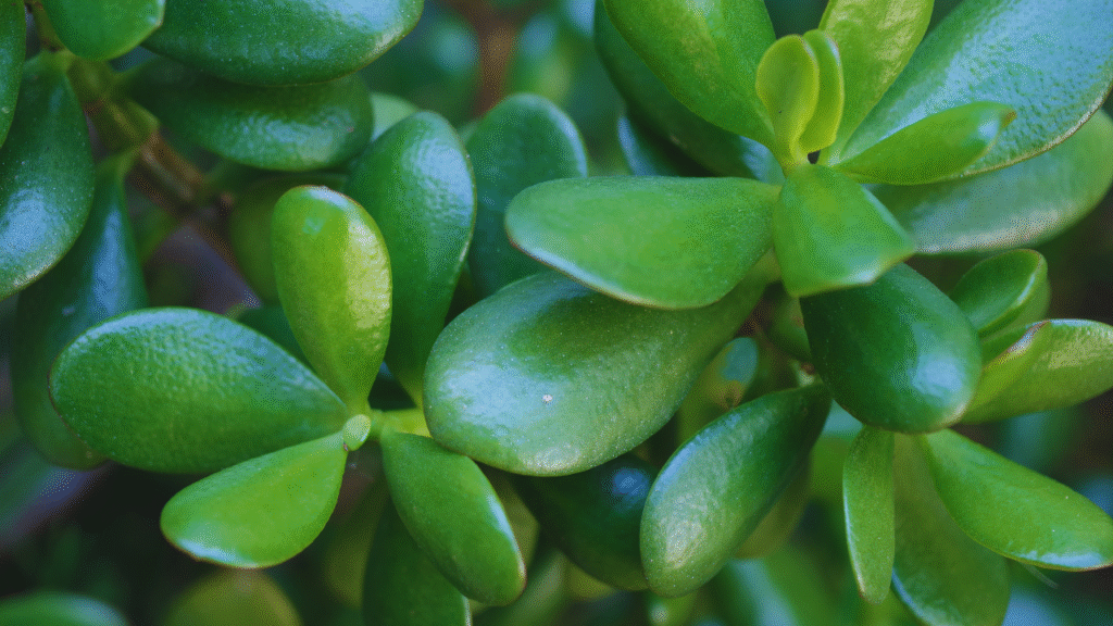 Jade plant medicinal uses