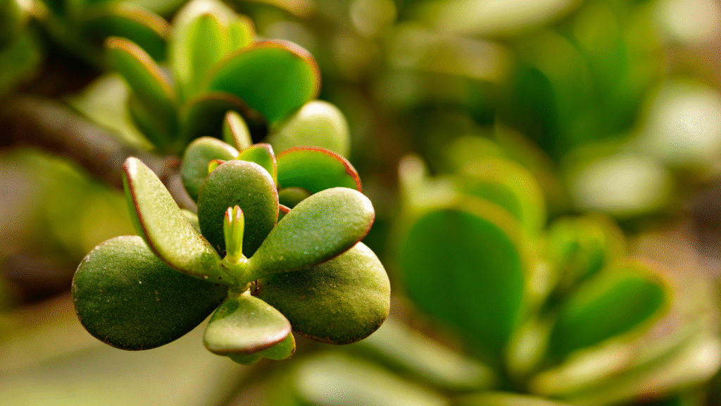 Jade plant care tips
