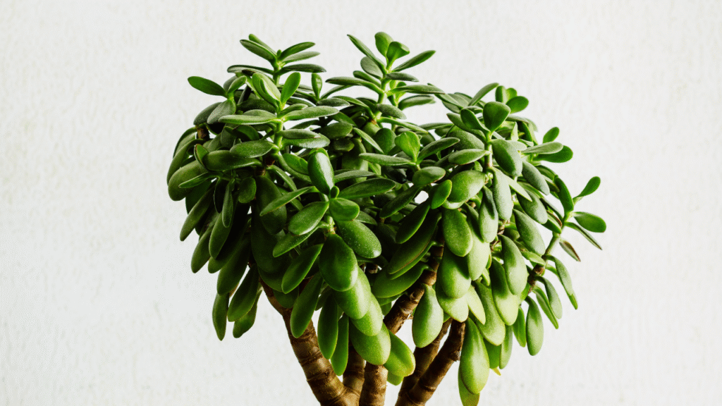 Jade plant indoor plant