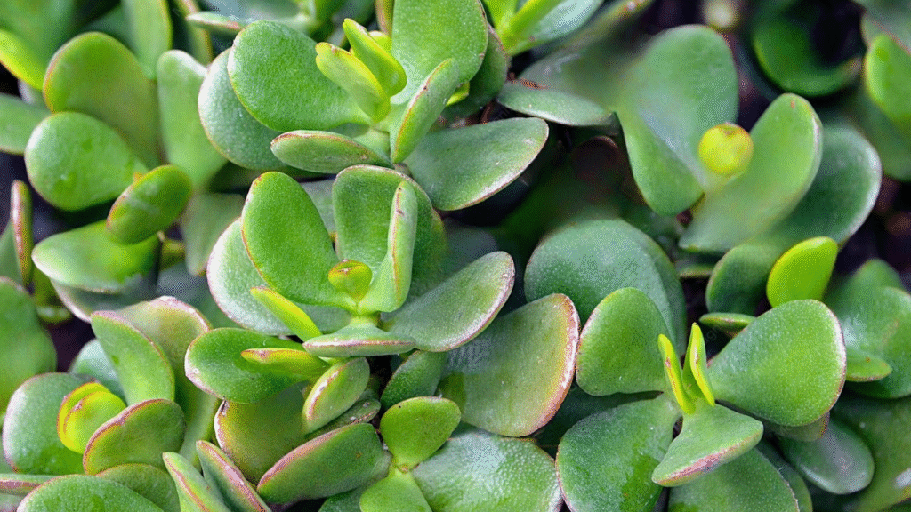 Jade plant care tips