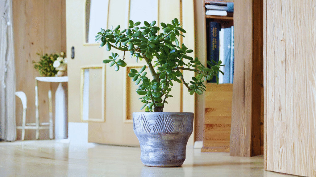 jade plant use
