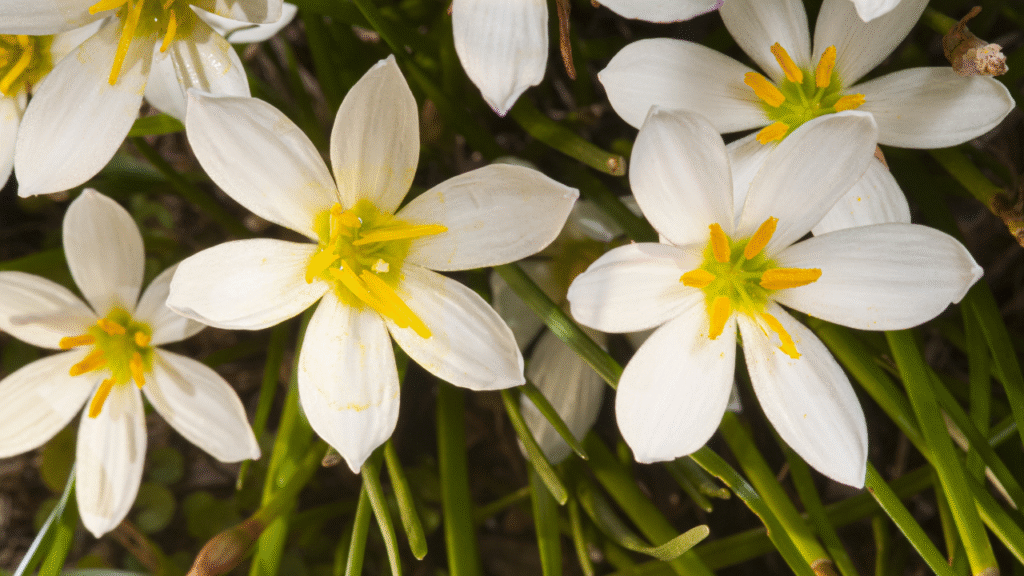 Best flowers that bloom after rain