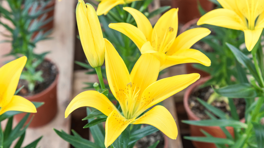 Rain lily plant benefits