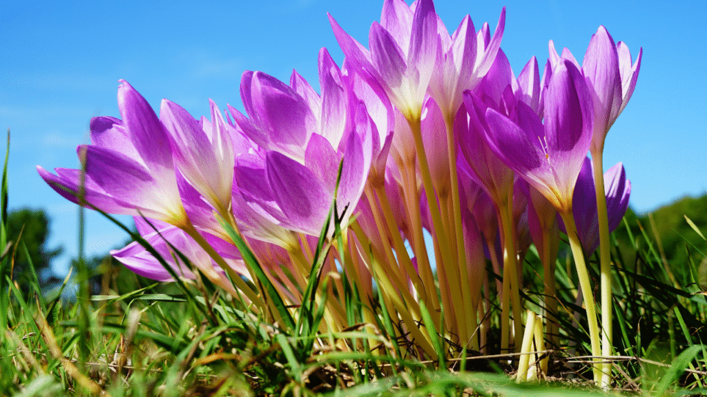 Rain lilies for home garden