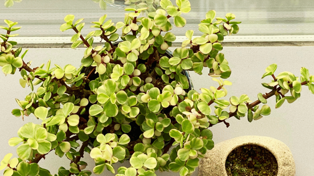 jade plant benefits your body