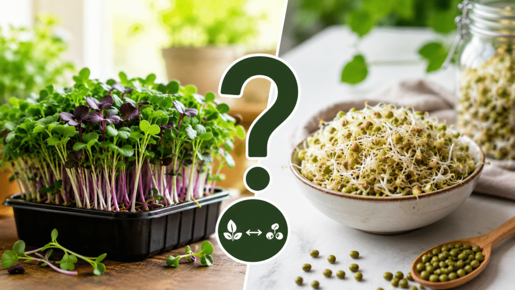 Microgreens and Sprout Farming