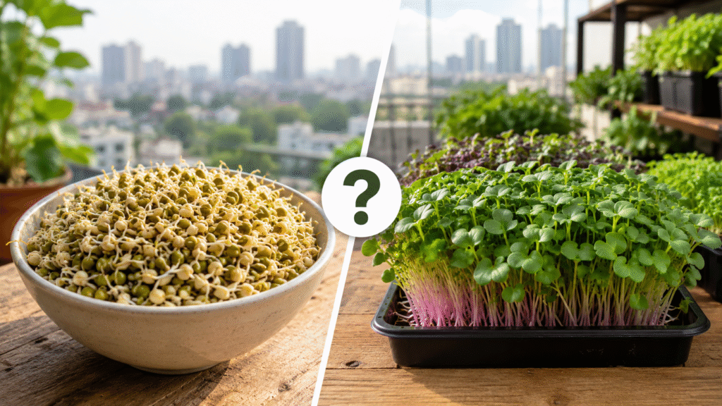 best seeds for sprout farming beginners
